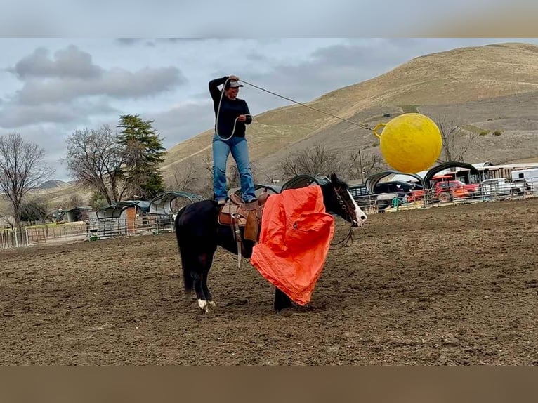 American Quarter Horse Giumenta 12 Anni 150 cm Morello in Bitterwater CA