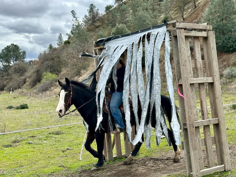 American Quarter Horse Giumenta 12 Anni 150 cm Morello in Bitterwater CA