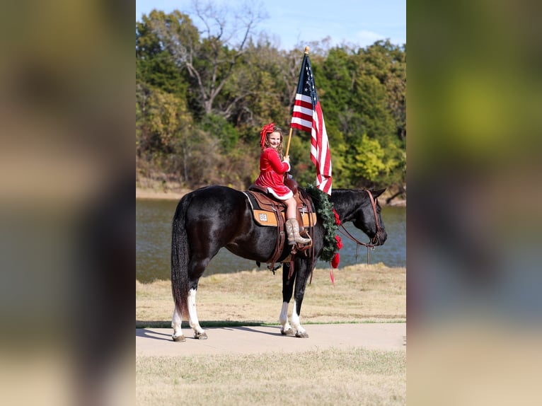 American Quarter Horse Giumenta 12 Anni 150 cm Morello in Forney