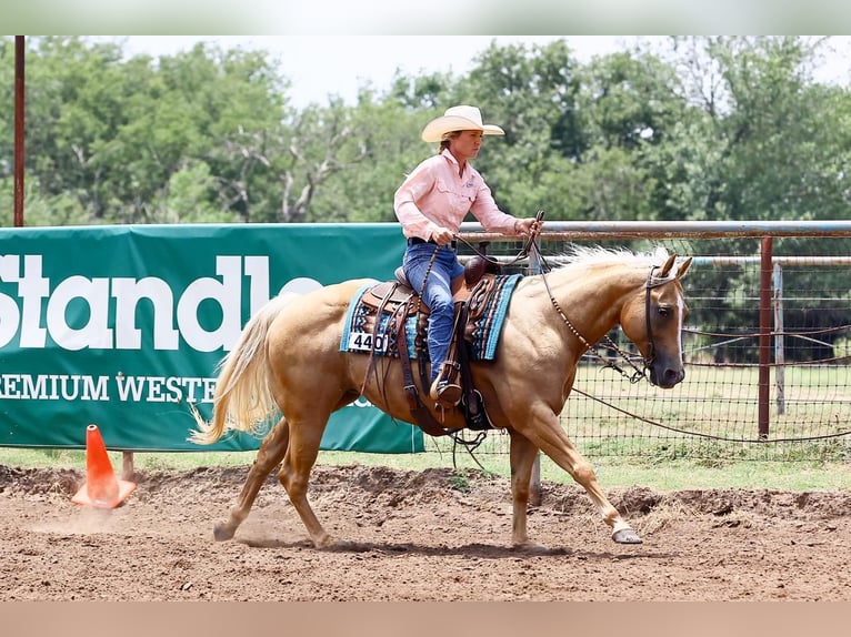 American Quarter Horse Giumenta 12 Anni 150 cm Palomino in Argyle, TX