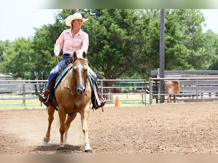 American Quarter Horse Giumenta 12 Anni 150 cm Palomino in Argyle, TX