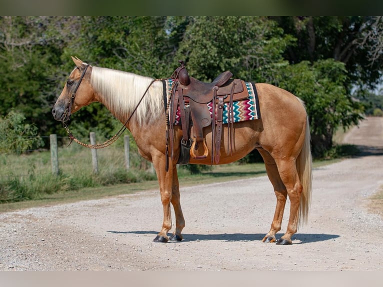 American Quarter Horse Giumenta 12 Anni 150 cm Palomino in Argyle, TX