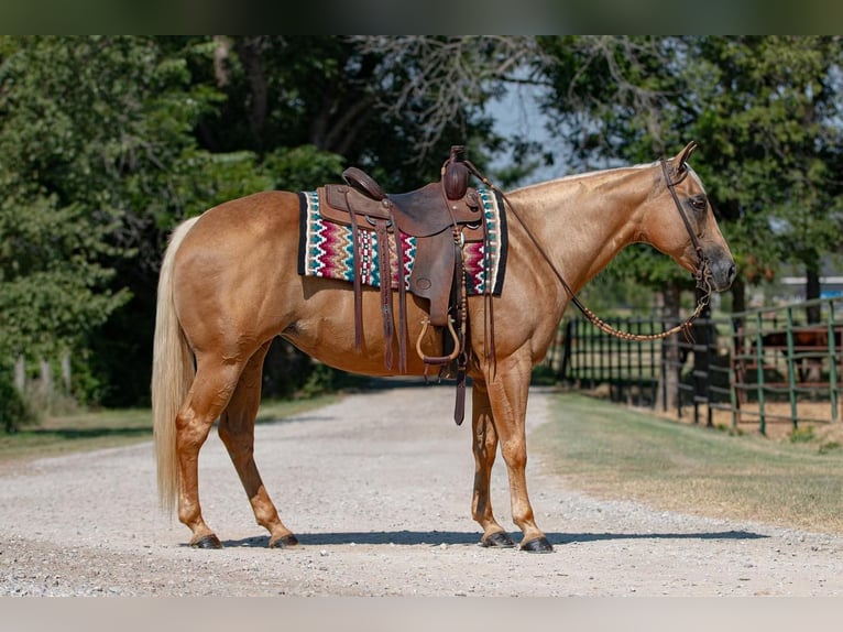 American Quarter Horse Giumenta 12 Anni 150 cm Palomino in Argyle, TX