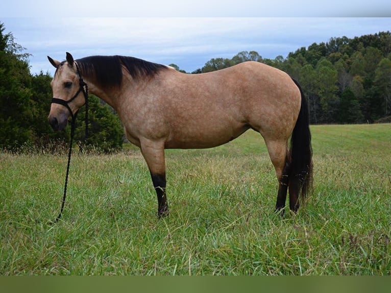 American Quarter Horse Giumenta 12 Anni 150 cm Pelle di daino in Mt Hope AL