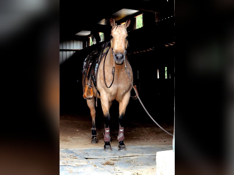 American Quarter Horse Giumenta 12 Anni 150 cm Pelle di daino in Mt Hope AL