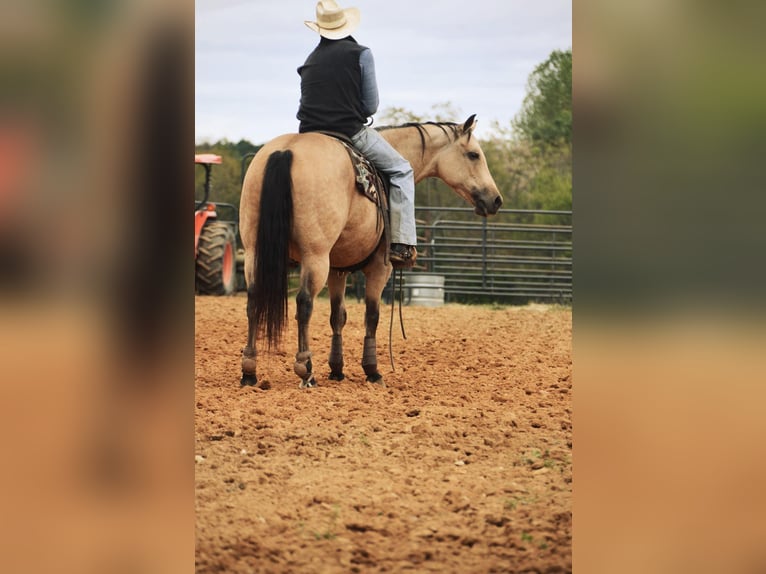 American Quarter Horse Giumenta 12 Anni 150 cm Pelle di daino in Mt Hope AL