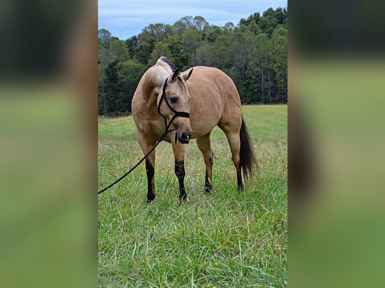 American Quarter Horse Giumenta 12 Anni 150 cm Pelle di daino in Mt Hope AL