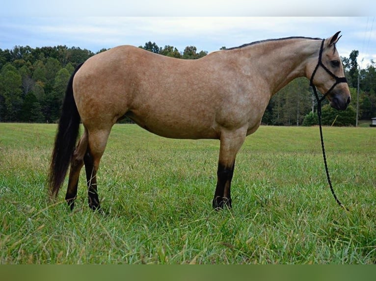 American Quarter Horse Giumenta 12 Anni 150 cm Pelle di daino in Mt Hope AL