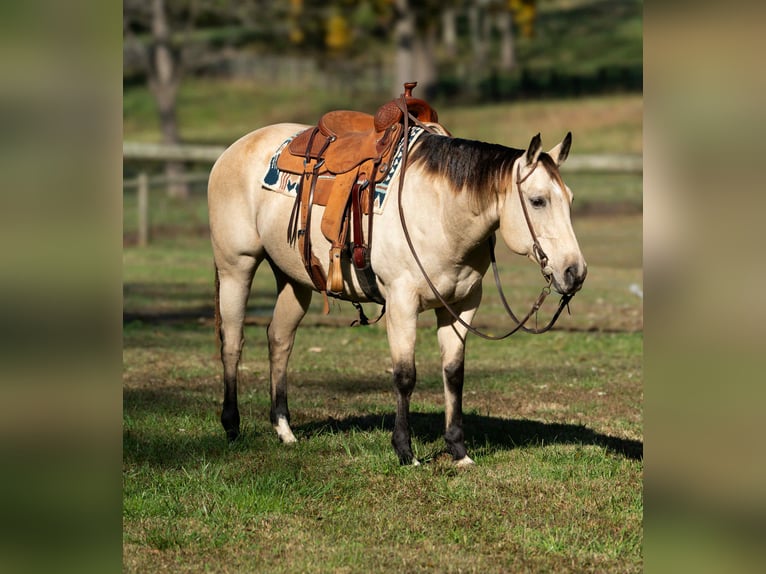 American Quarter Horse Giumenta 12 Anni 150 cm Pelle di daino in Madisonville
