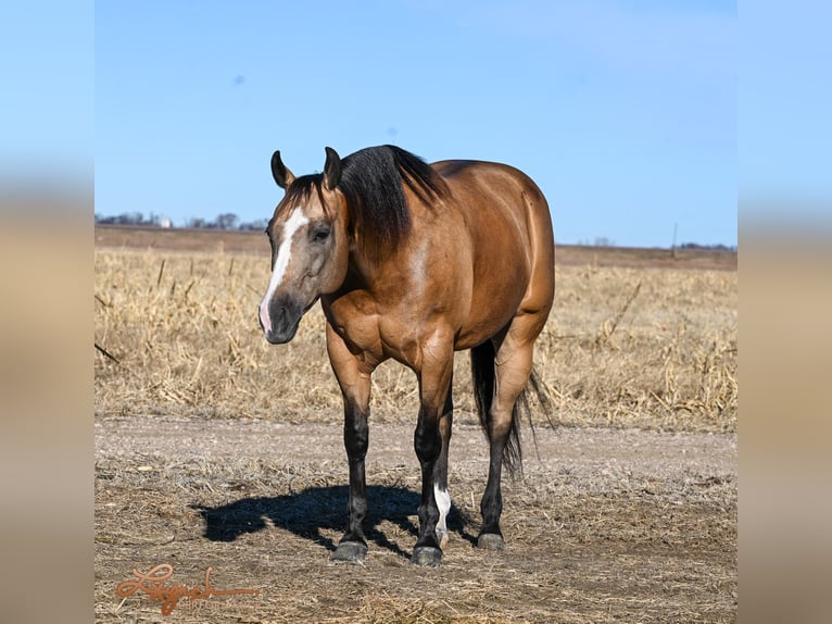 American Quarter Horse Giumenta 12 Anni 150 cm Pelle di daino in Canistota, SD