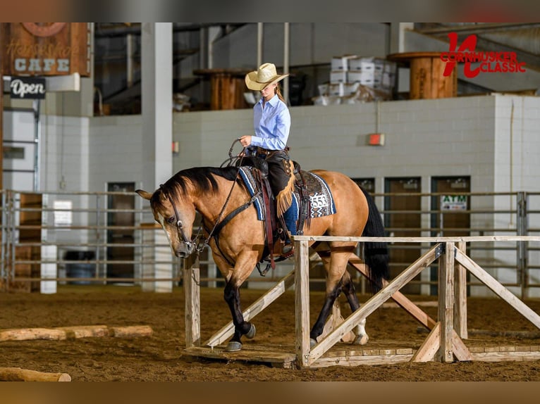 American Quarter Horse Giumenta 12 Anni 150 cm Pelle di daino in Canistota, SD