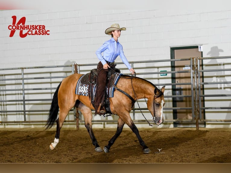 American Quarter Horse Giumenta 12 Anni 150 cm Pelle di daino in Canistota, SD