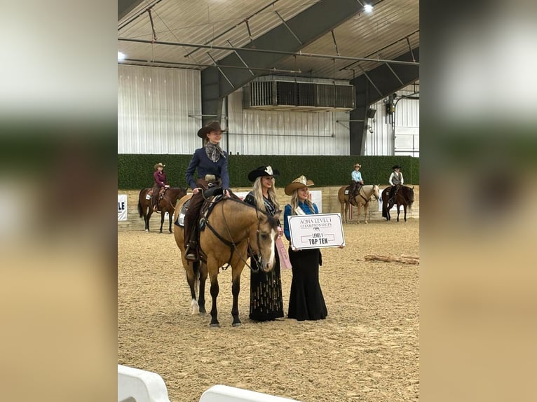 American Quarter Horse Giumenta 12 Anni 150 cm Pelle di daino in Canistota, SD