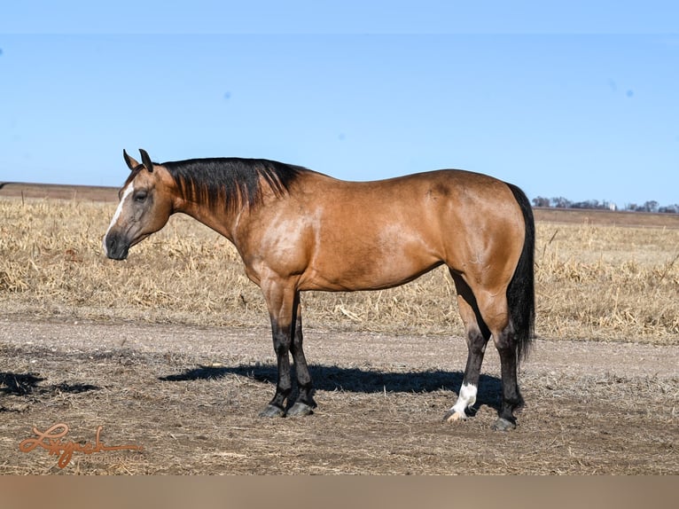 American Quarter Horse Giumenta 12 Anni 150 cm Pelle di daino in Canistota, SD