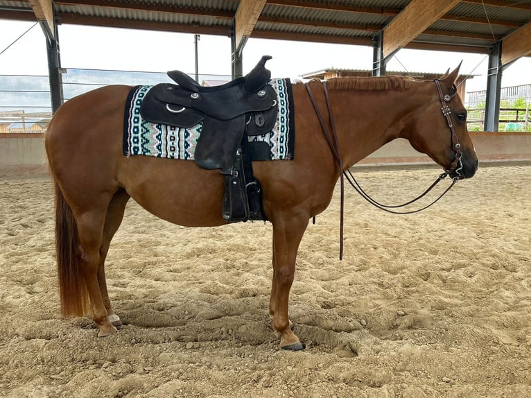 American Quarter Horse Giumenta 12 Anni 150 cm Sauro in Nidderau
