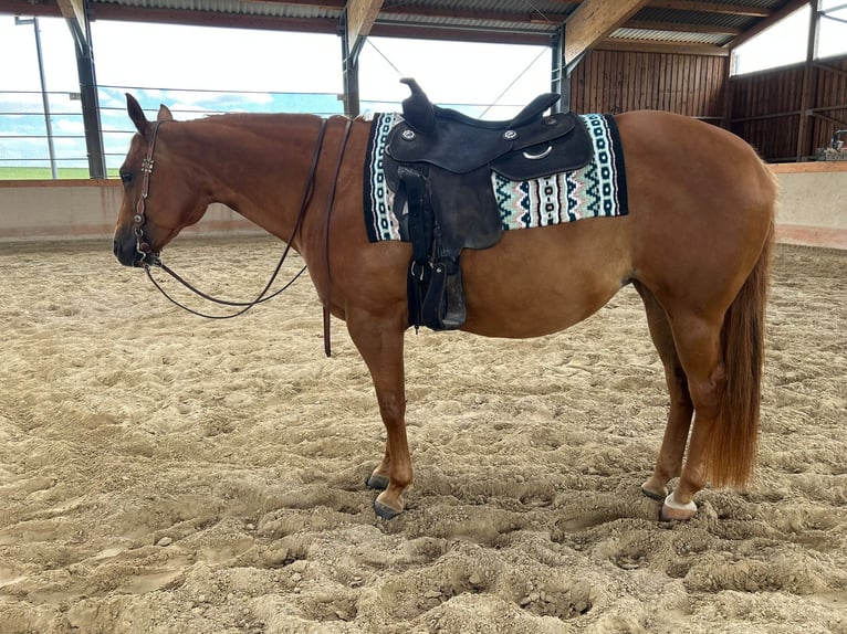 American Quarter Horse Giumenta 12 Anni 150 cm Sauro in Nidderau