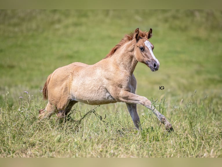 American Quarter Horse Giumenta 12 Anni 150 cm Sauro scuro in Vöcklamarkt