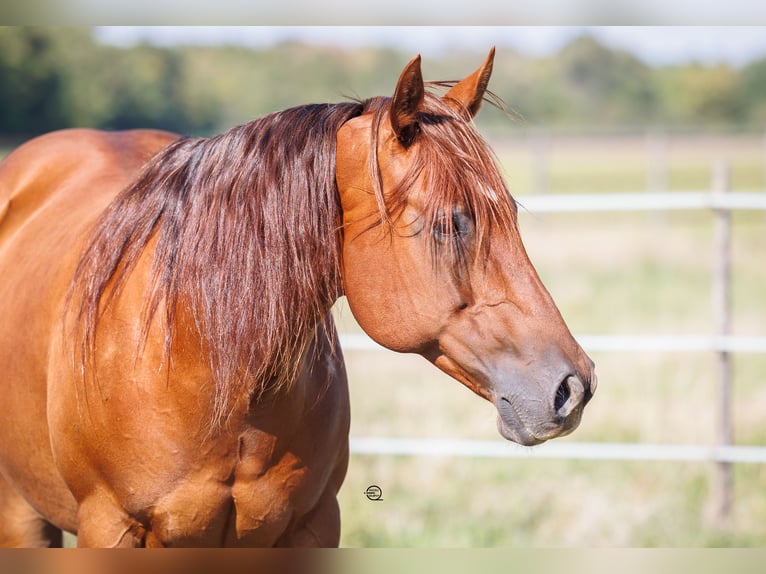 American Quarter Horse Giumenta 12 Anni 150 cm Sauro scuro in Vöcklamarkt