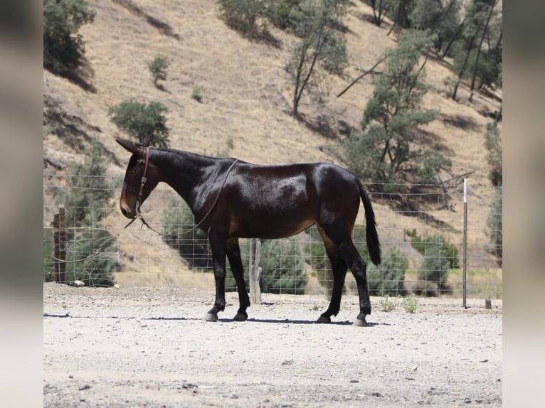 American Quarter Horse Giumenta 12 Anni 152 cm Baio ciliegia in King City CA