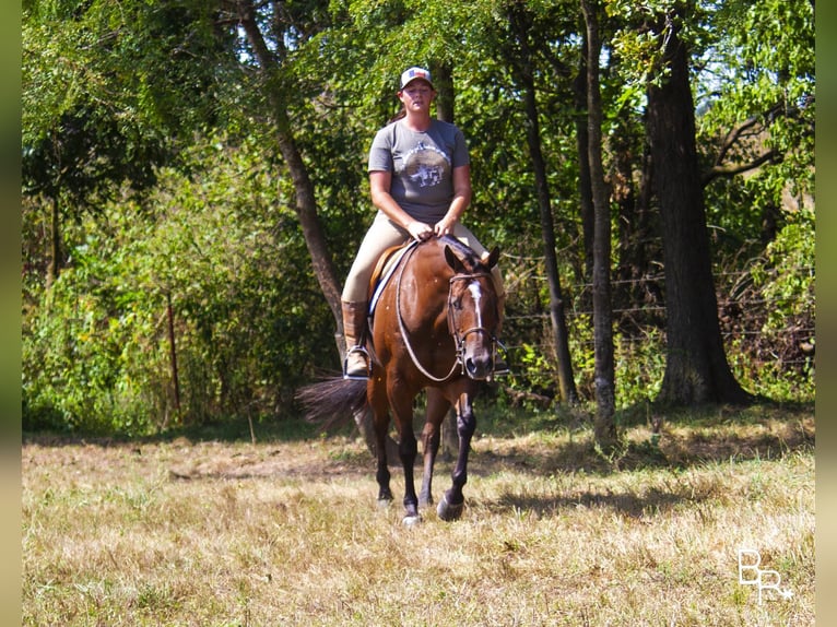 American Quarter Horse Giumenta 12 Anni 152 cm Baio ciliegia in Mountain Grove, MO