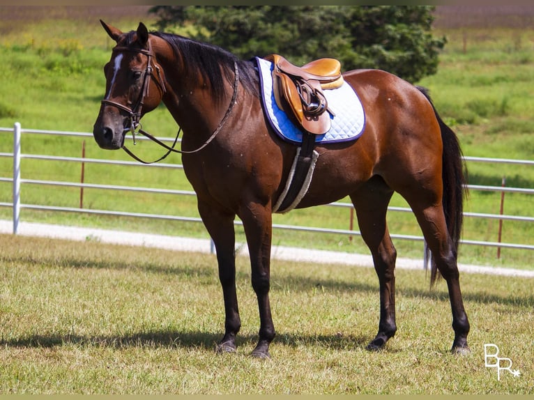 American Quarter Horse Giumenta 12 Anni 152 cm Baio ciliegia in Mountain Grove, MO