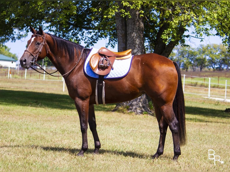 American Quarter Horse Giumenta 12 Anni 152 cm Baio ciliegia in Mountain Grove, MO