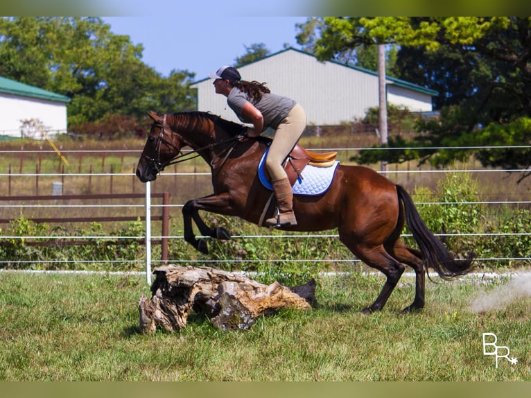 American Quarter Horse Giumenta 12 Anni 152 cm Baio ciliegia in Mountain Grove, MO