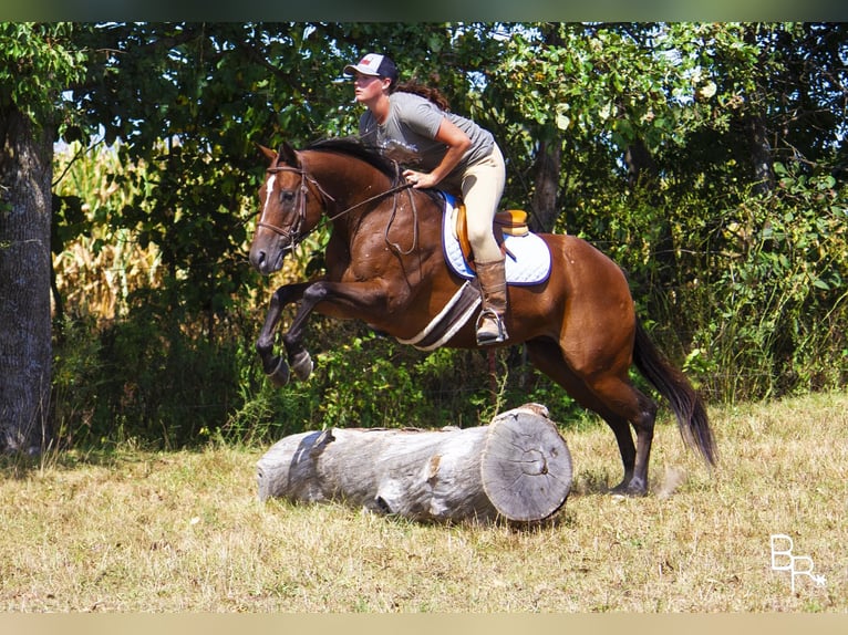 American Quarter Horse Giumenta 12 Anni 152 cm Baio ciliegia in Mountain Grove, MO