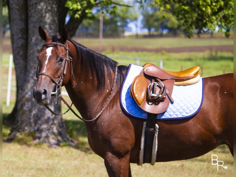 American Quarter Horse Giumenta 12 Anni 152 cm Baio ciliegia in Mountain Grove, MO