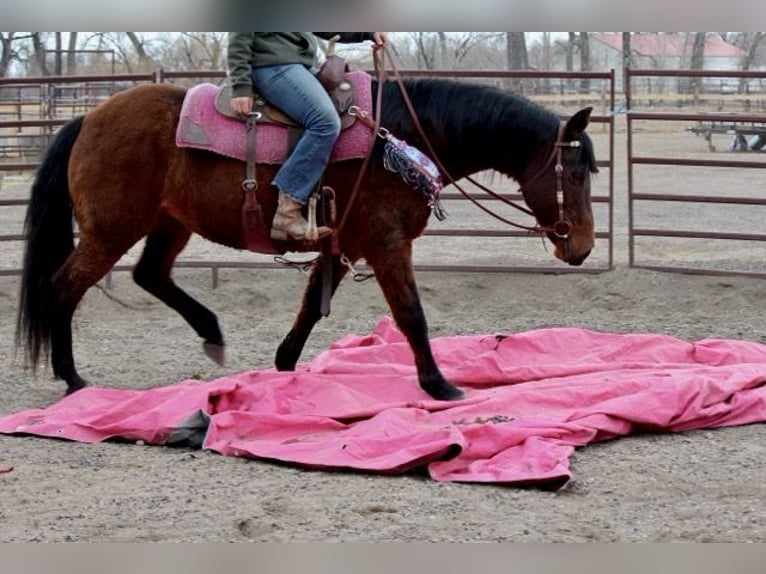 American Quarter Horse Giumenta 12 Anni 152 cm Baio ciliegia in Fort Collins