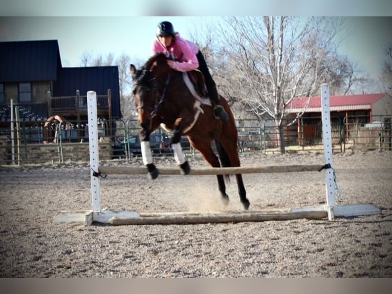 American Quarter Horse Giumenta 12 Anni 152 cm Baio ciliegia in Fort Collins