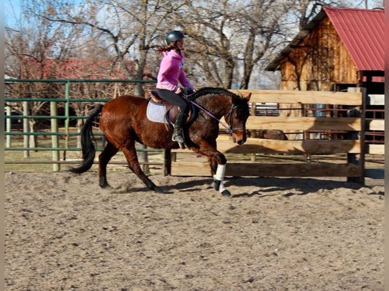 American Quarter Horse Giumenta 12 Anni 152 cm Baio ciliegia in Fort Collins