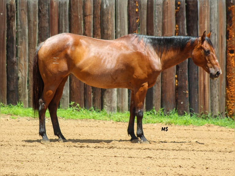 American Quarter Horse Giumenta 12 Anni 152 cm Baio roano in Whitesboro
