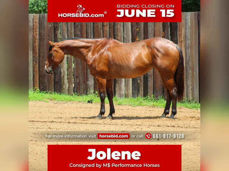 American Quarter Horse Giumenta 12 Anni 152 cm Baio roano in Whitesboro