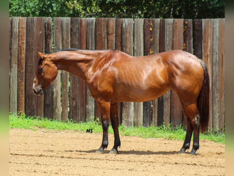 American Quarter Horse Giumenta 12 Anni 152 cm Baio roano in Whitesboro