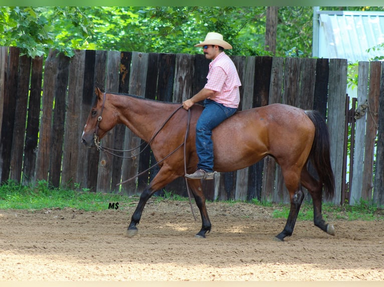 American Quarter Horse Giumenta 12 Anni 152 cm Baio roano in Whitesboro