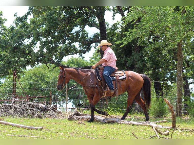 American Quarter Horse Giumenta 12 Anni 152 cm Baio roano in Whitesboro