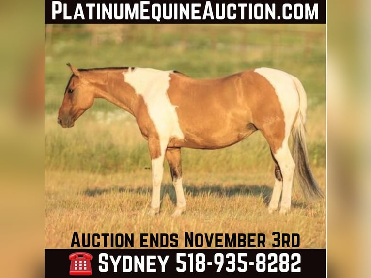 American Quarter Horse Giumenta 12 Anni 152 cm Falbo in Granbury TX