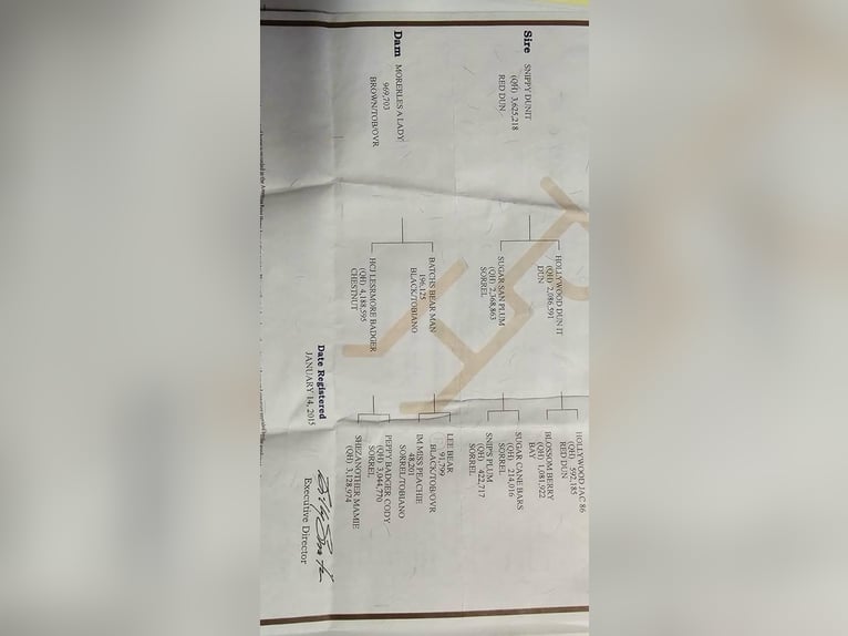 American Quarter Horse Giumenta 12 Anni 152 cm Falbo in Granbury TX