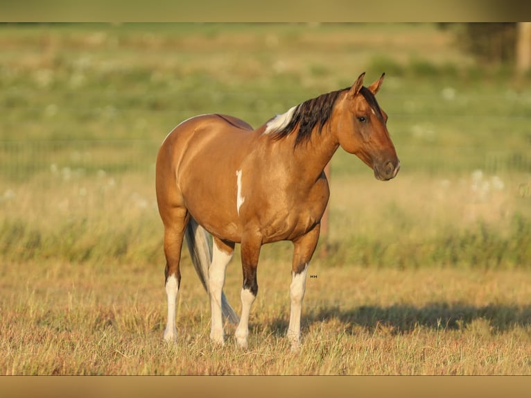 American Quarter Horse Giumenta 12 Anni 152 cm Falbo in Granbury TX
