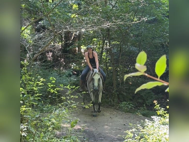 American Quarter Horse Giumenta 12 Anni 152 cm Grigio in Granby, CT