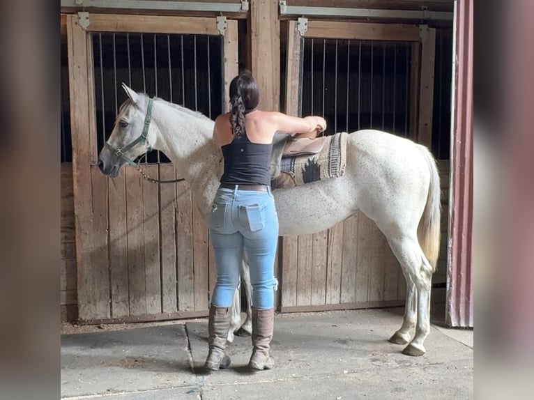 American Quarter Horse Giumenta 12 Anni 152 cm Grigio in Granby, CT