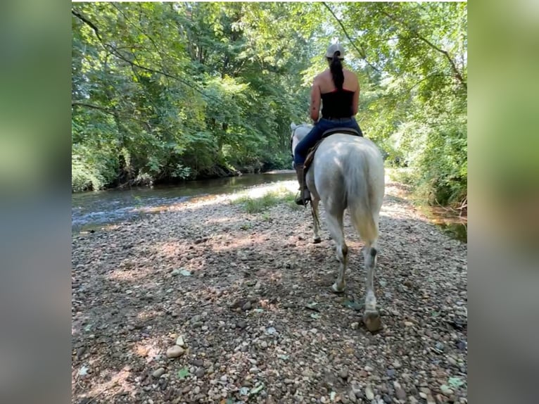 American Quarter Horse Giumenta 12 Anni 152 cm Grigio in Granby, CT