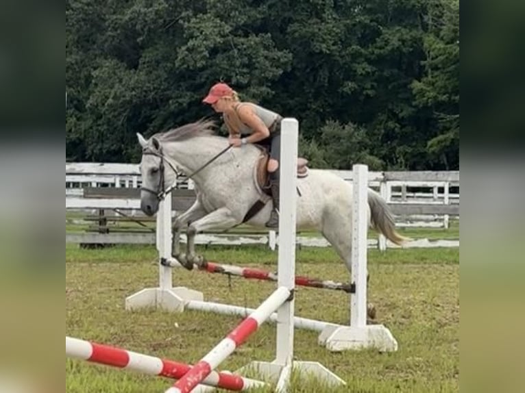 American Quarter Horse Giumenta 12 Anni 152 cm Grigio in Granby, CT