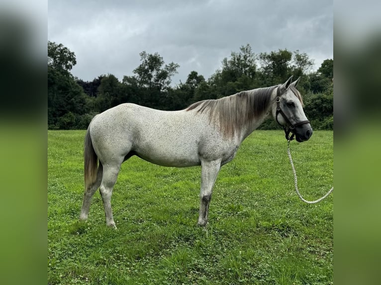 American Quarter Horse Giumenta 12 Anni 152 cm Grigio in Granby, CT