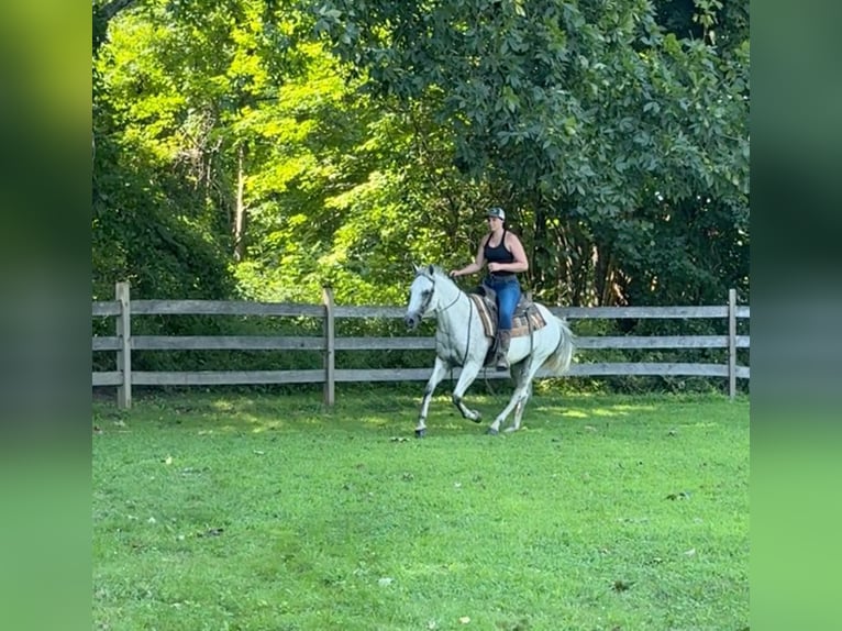 American Quarter Horse Giumenta 12 Anni 152 cm Grigio in Granby, CT