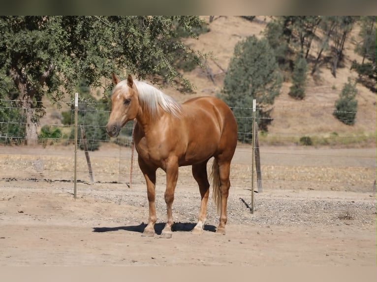American Quarter Horse Giumenta 12 Anni 152 cm Palomino in Tres Pinos