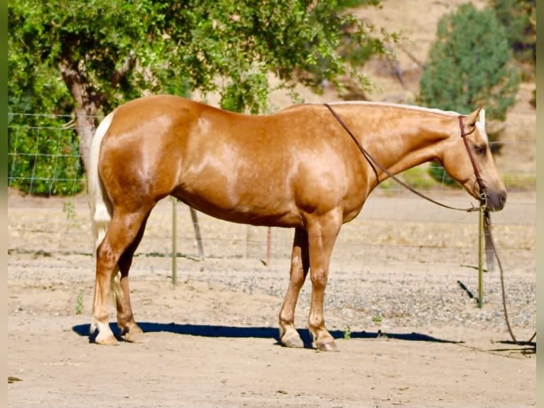 American Quarter Horse Giumenta 12 Anni 152 cm Palomino in Tres Pinos