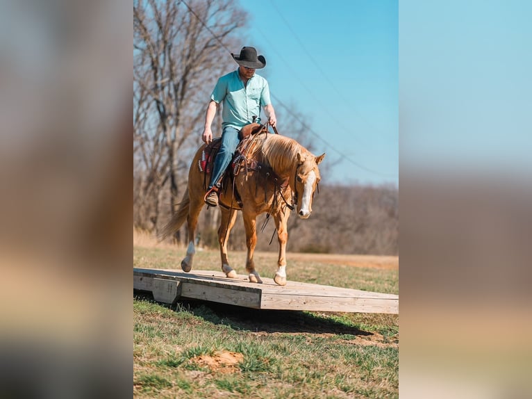 American Quarter Horse Giumenta 12 Anni 152 cm Palomino in Santa Fe