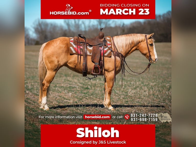 American Quarter Horse Giumenta 12 Anni 152 cm Palomino in Santa Fe